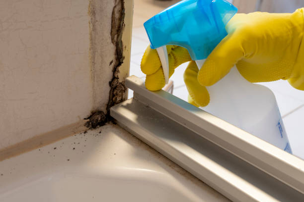 Best Attic Mold Removal  in Beacon Square, FL